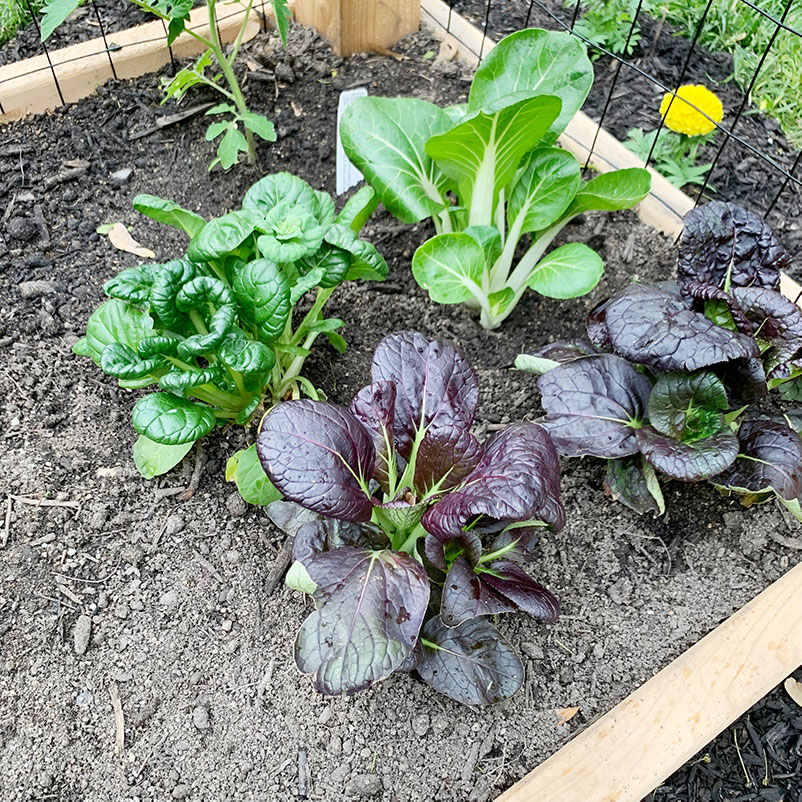 bok choy and small tomato plant planted into garden