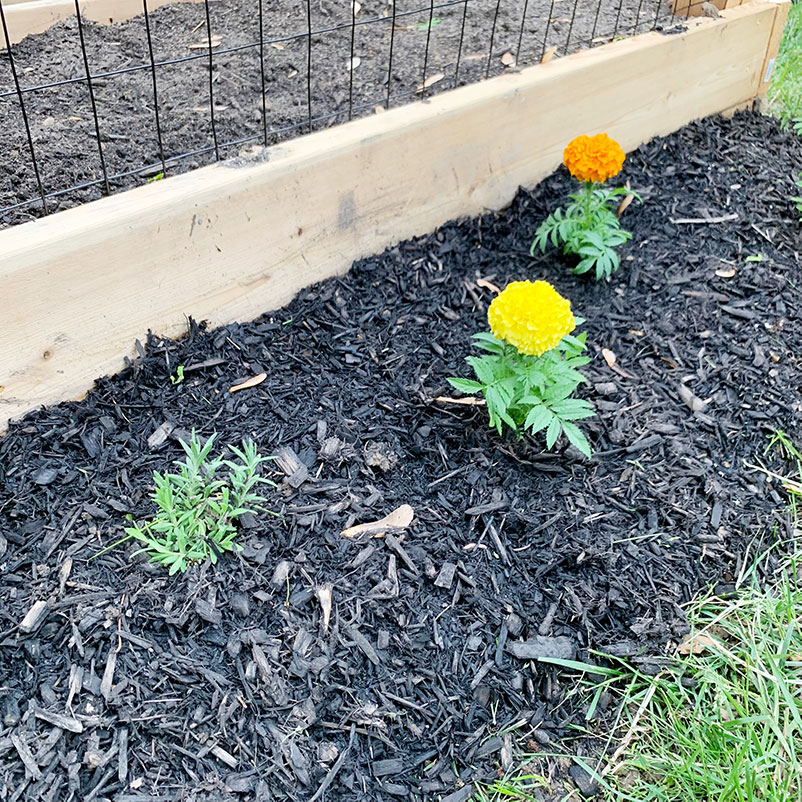 small marigold and lavender plants added outside of garden perimeter