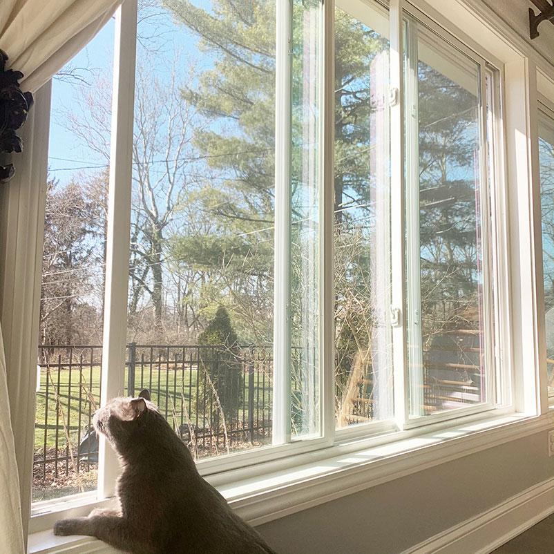 cat invite spring into home by looking out open window to early spring landscape