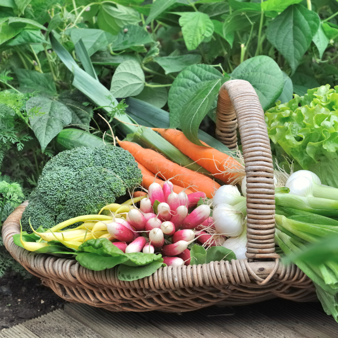 Best ROI Vegetable Garden Plants: