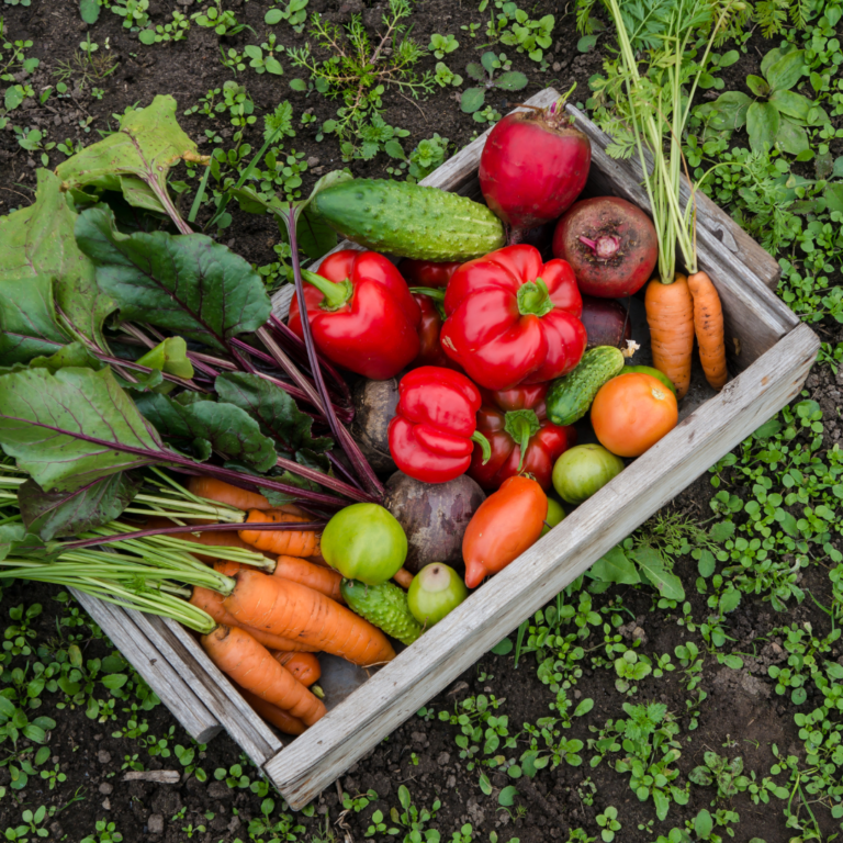 Vegetable Gardening on a Budget: